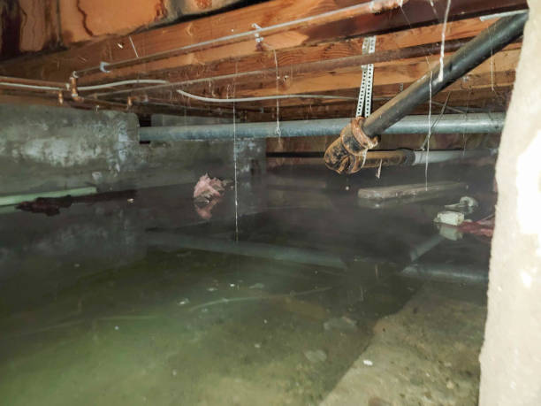 Best Professional water damage repair  in Monroe, IA
